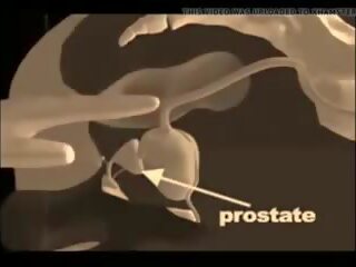 Kako da dati a prostata masaža, brezplačno xxx masaža odrasli video prikaži